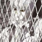 RECENZJA: Królestwo Kwarcu, tom 1 | Kiedy czarne skrzydła lecą pod wiatr